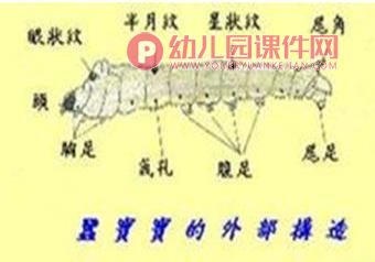 中班科学课件PPT《可爱的蚕》PPT课件图片