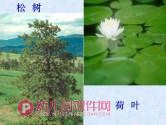 中班科学活动课件PPT《各种各样的叶子》PPT课件图片