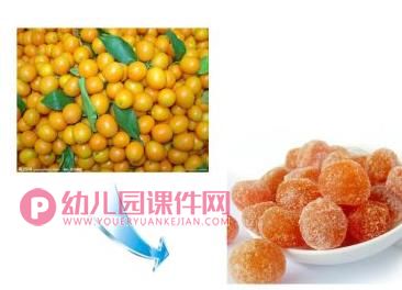 中班科学活动课件PPT《水果和水果干》PPT课件图片