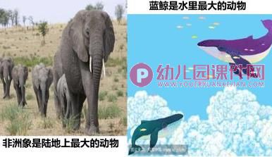 中班科学课件PPT《动物之最》PPT课件图片