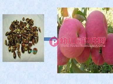 中班科学活动课件PPT《种子发芽》PPT课件图片
