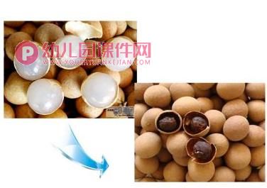中班科学活动课件PPT《水果和水果干》PPT课件图片