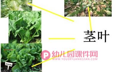 中班科学课件PPT《吃蔬菜什么部位》PPT课件图片