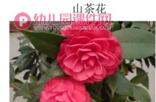 中班科学课件PPT《大红花》PPT课件图片