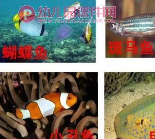 中班科学课件PPT《海洋生物》PPT课件图片