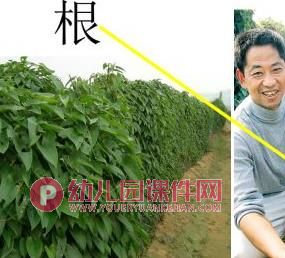 中班科学课件PPT《吃蔬菜什么部位》PPT课件图片