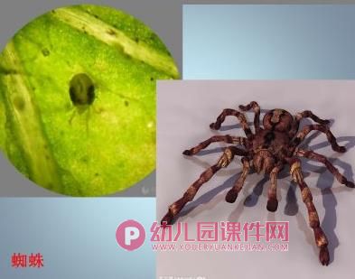 中班科学课件PPT《这是谁的宝宝（成虫与幼虫）》PPT课件图片