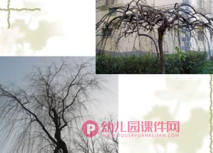 中班科学课件PPT《冬天的树》PPT课件图片