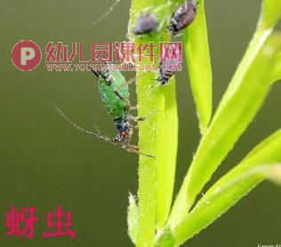 中班科学课件PPT《我喜欢的小昆虫》PPT课件图片