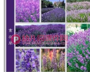 中班科学课件PPT《大红花》PPT课件图片