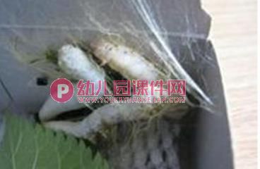 中班科学课件PPT《可爱的蚕》PPT课件图片