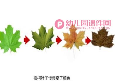 中班科学课件PPT《秋冬的树》PPT课件图片