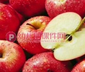 中班科学活动课件PPT《种子在哪里》PPT课件图片