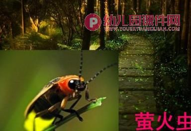 中班科学课件PPT《我喜欢的小昆虫》PPT课件图片