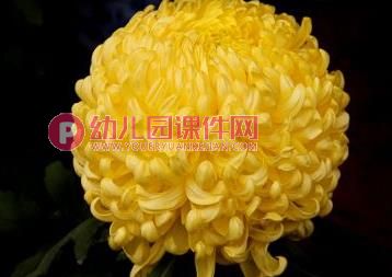 中班科学活动课件PPT《秋天的菊花》PPT课件图片