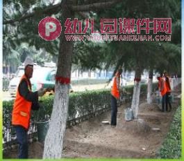 中班科学课件PPT《植物过冬》PPT课件图片