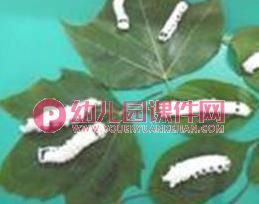 中班科学课件PPT《可爱的蚕》PPT课件图片