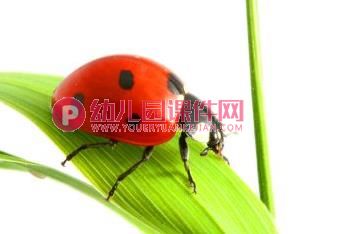 中班科学活动课件PPT《益虫和害虫》PPT课件图片