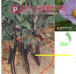 中班科学课件PPT《吃蔬菜什么部位》PPT课件图片