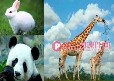 中班科学课件PPT《谁的耳朵灵》PPT课件音频图片