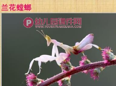 中班科学课件PPT《我喜欢的小昆虫》PPT课件图片
