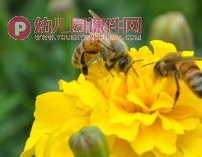 中班科学课件PPT《我喜欢的小昆虫》PPT课件图片