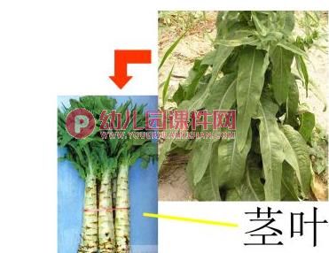 中班科学课件PPT《吃蔬菜什么部位》PPT课件图片