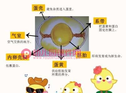 中班科学课件PPT《三色蛋-蛋是什么？》PPT课件图片