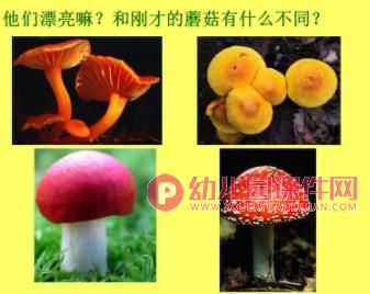 中班科学课件PPT《大蘑菇》PPT课件图片