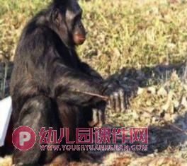 中班科学课件PPT《会使用工具的动物》PPT课件图片