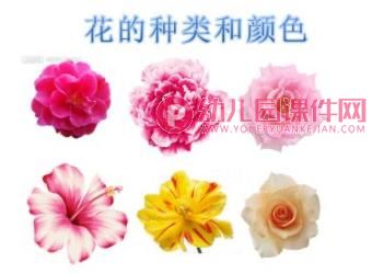 中班科学课件PPT《大红花》PPT课件图片