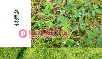 中班科学课件PPT《草长在哪里》PPT课件图片