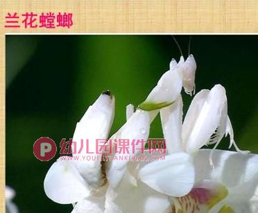 中班科学课件PPT《我喜欢的小昆虫》PPT课件图片