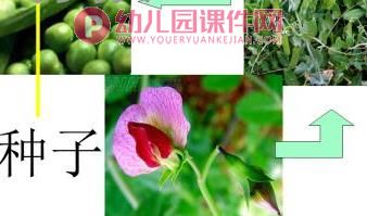 中班科学课件PPT《吃蔬菜什么部位》PPT课件图片