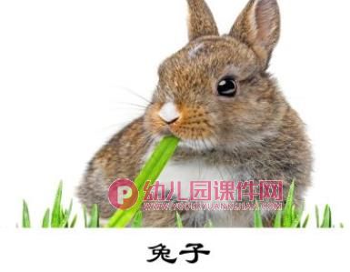 中班科学课件PPT《青青小草》PPT课件图片