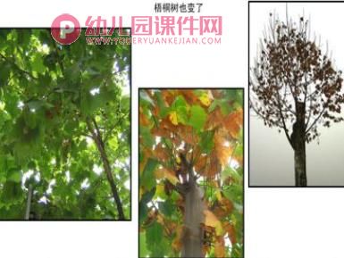 中班科学课件PPT《秋冬的树》PPT课件图片