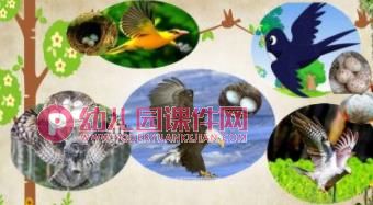 中班科学课件PPT《小鸟，你好》PPT课件图片