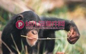 中班科学课件PPT《会使用工具的动物》PPT课件图片