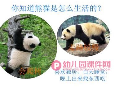 中班科学课件PPT《可爱的熊猫》PPT课件图片