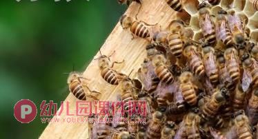 中班科学课件PPT《蜂蜜果汁》PPT课件图片