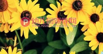 中班科学活动课件PPT《秋天的菊花》PPT课件图片