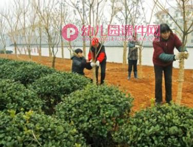 中班科学课件PPT《植物过冬》PPT课件图片
