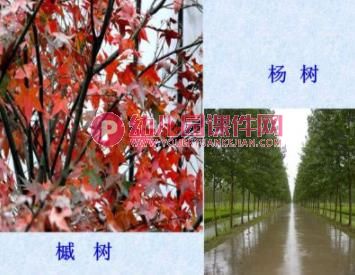 中班科学活动课件PPT《各种各样的叶子》PPT课件图片