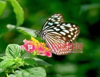 中班科学课件PPT《蝴蝶从哪里来？》PPT课件图片
