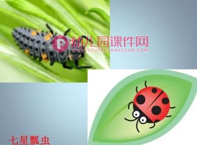 中班科学课件PPT《这是谁的宝宝（成虫与幼虫）》PPT课件图片