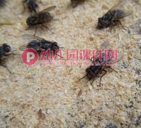 中班科学活动课件PPT《益虫和害虫》PPT课件图片