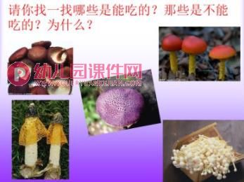 中班科学课件PPT《大蘑菇》PPT课件图片