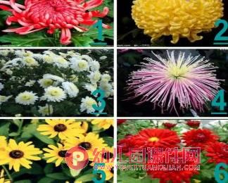 中班科学活动课件PPT《秋天的菊花》PPT课件图片