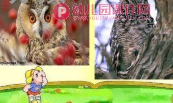 中班科学课件PPT《动物睡姿》PPT课件图片