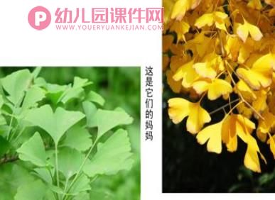 中班科学课件PPT《秋冬的树》PPT课件图片